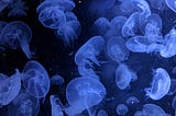 The Turritopsis Dohrnii in the Basement -Fiction
