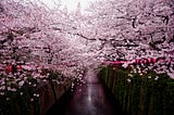 SAKURA SEASON 2022 / JAPAN