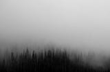 Forest seen through dense fog