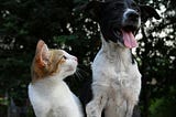 A cat looks sideways at a difficult dog