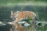 20 adorable pictures of tigers to celebrate the Lunar New Year