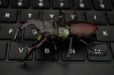 bug on a keyboard
