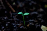 sprout