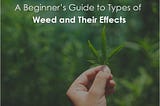 A Beginner’s Guide to Types of Weed and Their Effects