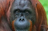Orangutan Seen Using Medicinal Plants to Heal a Wound For The First Time Ever