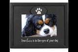 true-love-in-eyes-of-dog-picture-frame-malden-1