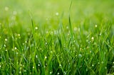 Kuan Yin Speaks. Deep Grass