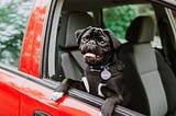 Keeping Your Pet Safe in the Car and on the Roads: Your Guide to Vehicle Pet Restraints