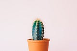 A cactus in a small orange pot on a light pink background