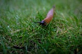 Slug City: A Gardening Love Story