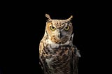 Why Years of Experience Mean Nothing (Without Wisdom)