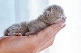 How to Take Care of A Newborn Kitten