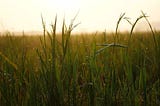 dewy rice fields with sunrise