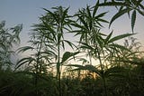 Medicinal Cannabis Can’t Fight Cancer