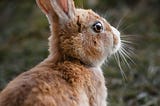 4 Reasons To Have Rabbits As Pets.