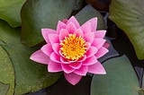 Blossoming Like a Lotus: Unveiling the Power of Wearing a CGM