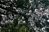 A photo taken in East Devon by the author. Looking upwards in the woods to see the canopies and branches of trees interweaving.