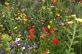 A Guide to Wildflower Gardens