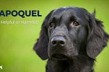 Apoquel: Helpful or Harmful to Your Dog?