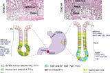 Figure showing stomach cells and their locations.