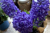 Persian New Year (Nowruz): Hyacinths & Hope in Dark Times