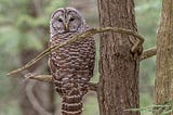 Killing Barred Owls is a Moral Atrocity