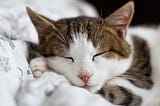 A brown and white cat sleeps peacefully.