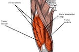 Conquering The Quadriceps: Your Bodybuilding Blueprint for Leg-Wreaking Power at leanmusclebody.blogspot.com