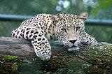 Leopard lounging on fallen tree