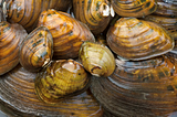 Six Texas freshwater mussels, the “livers of the rivers,” added to endangered species list