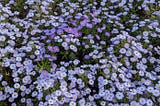 Flowers in the Gardens of the University Next Door