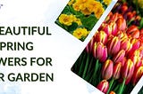 15 Beautiful Spring Flowers For Your Garden
