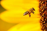 focus on a bee flying across unfocused yellow petals toward flower center