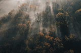Misty morning autumn forest