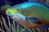 Why We Should Not Eat Parrotfish?