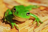 Eat The Frog
