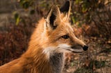 a reddish brown fox staring off into the distance to the right