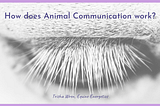 How does Animal Communication work?