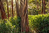 Eucalyptus-Bush-1