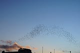 The Dance Of The Starlings