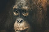 Scientists Find Orangutan Created its Own Meds