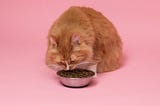 All you need to know about cat food
