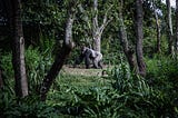 El mensaje del gorila Koko, que puede hablar con humanos