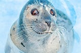 A big-eyed seal in blue water, looking wistfully into the camera.