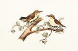 “Two little birds”