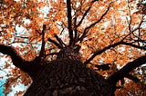 Autumn colored oak tree top in fall season. Against blue sky.
