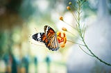 Not All Butterflies