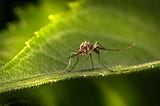 Mosquito on a leaf