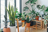 5 Life Lessons I Learned From My House Plants