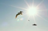 Seagulls flying against the sun, glare from sun rays on a blue backdrop of sky